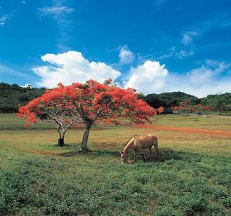 Horse grazing under flowering tree in lush green field