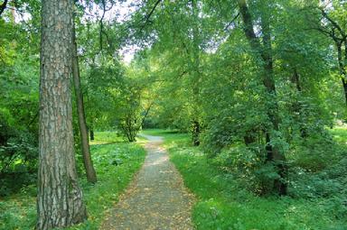 Path amongst the trees in a green, wooded area