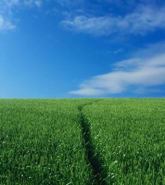 Straight line through green field leading to blue skies