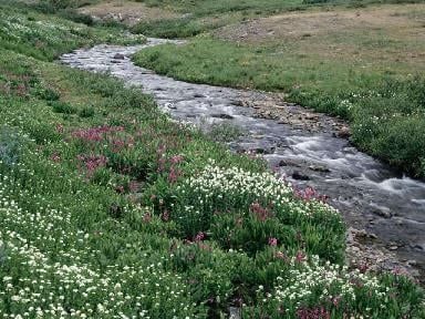 wildflowers along side a creek
