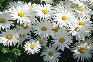 numerous white daisies
